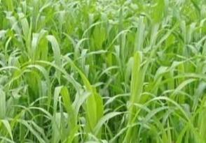 高丹草如何養(yǎng)殖，種植方法是什么？