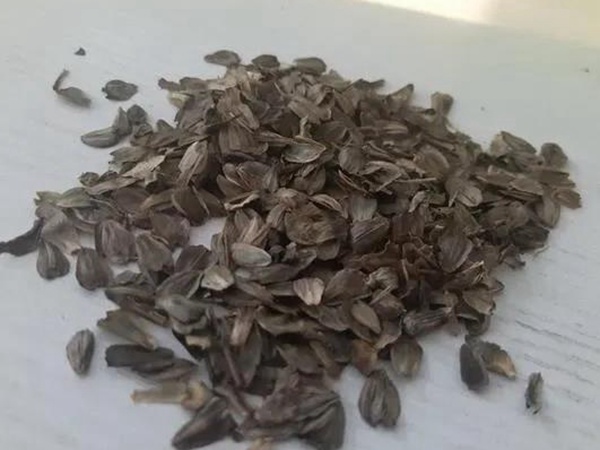 串葉松香草的營養價值以及栽培技術介紹