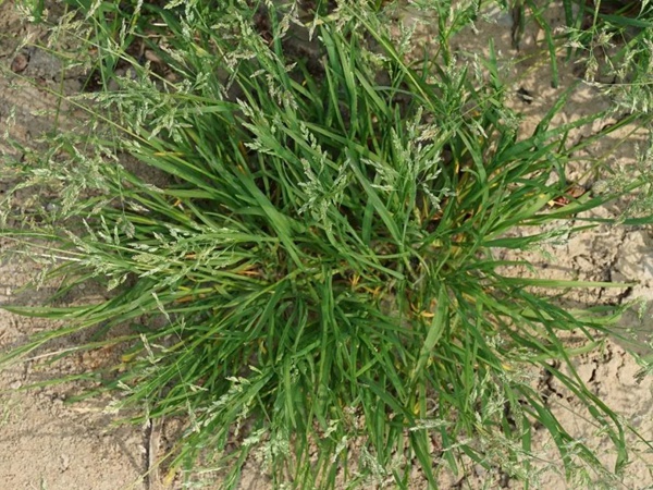 草地早熟禾種子——Poa pratensis  