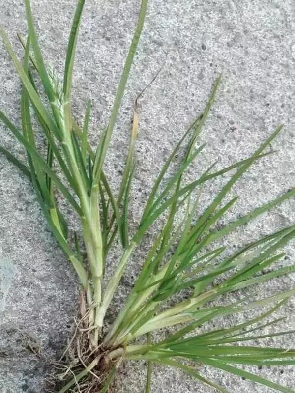 早熟禾，處理方法