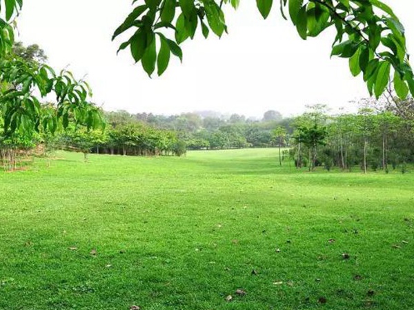 早熟禾草坪種子特點(diǎn)介紹以及鳥巢性狀種植方法
