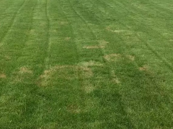 早熟禾草坪種子特點(diǎn)介紹以及鳥巢性狀種植方法