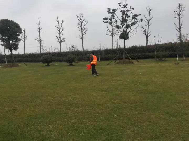 果嶺草冬季養殖方法以及養護技術