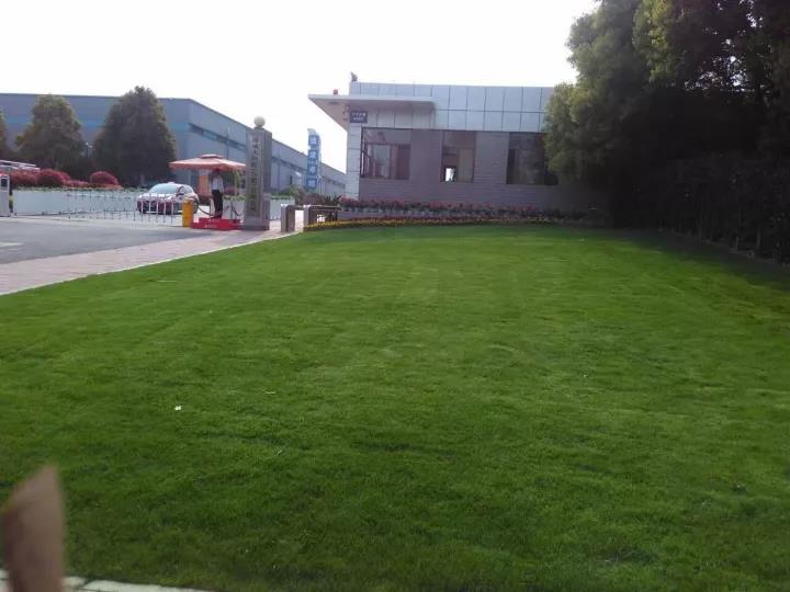 果嶺草冬季養殖方法以及養護技術