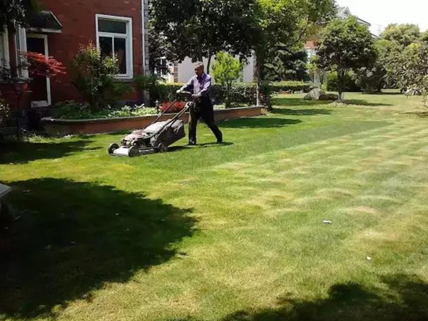 果嶺草種植基本養護技術，什么時候種植發芽率最好