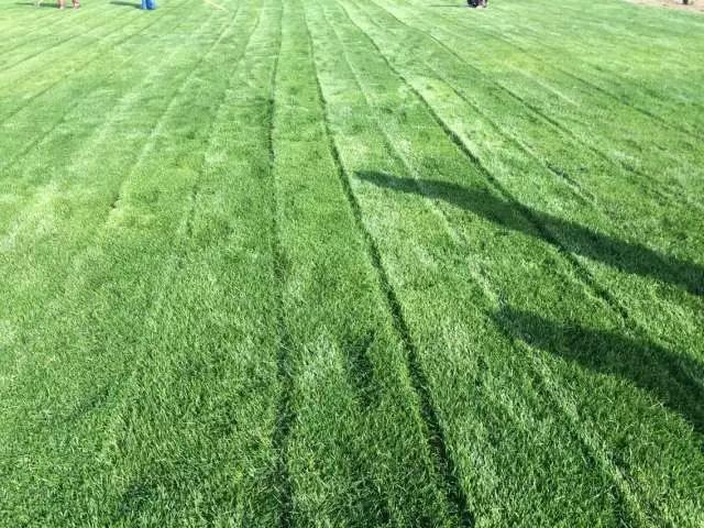 果嶺草冬季追播黑麥草最佳時間什么時候比較合適