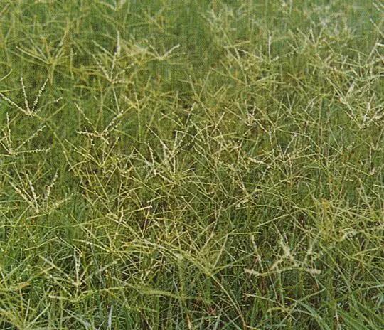 狗牙根草皮防護方法——草坪種子