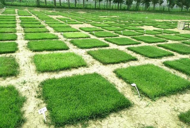 狗牙根草皮防護方法——草坪種子