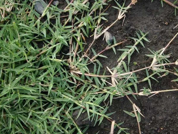 狗牙根品種基本介紹，種植效果