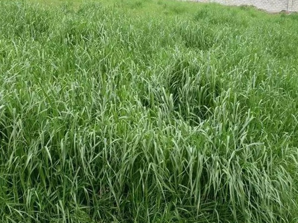 紅三葉種子種植方法？批發(fā)價格多少錢一斤？