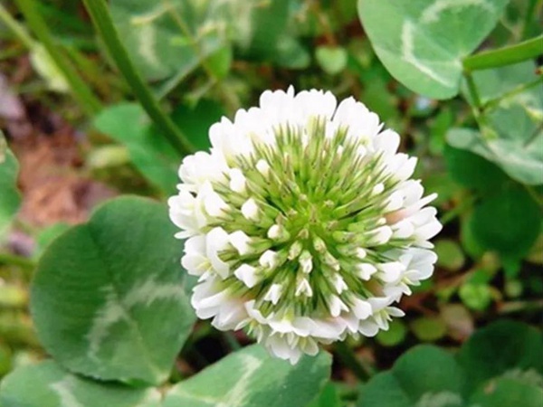 優(yōu)質牧草白三葉草種——栽培技術