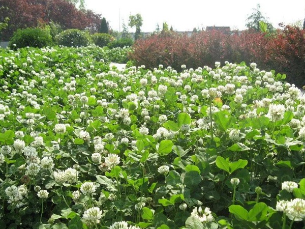 優(yōu)質牧草白三葉草種——栽培技術