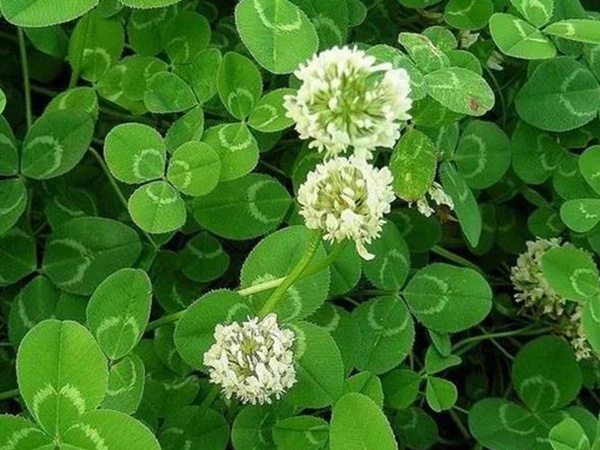 白三葉---綠化和牧草草種中的佼佼者