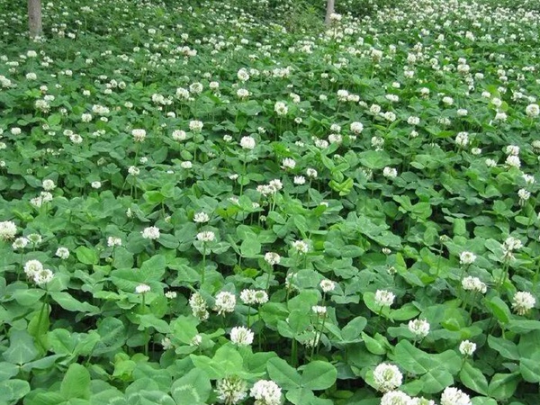 白三葉---綠化和牧草草種中的佼佼者
