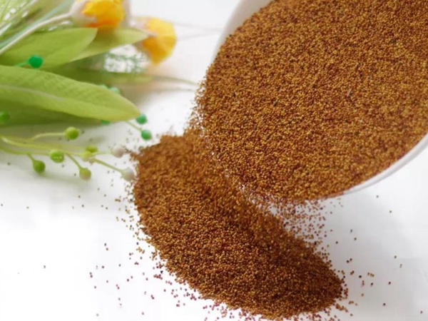 白三葉---綠化和牧草草種中的佼佼者