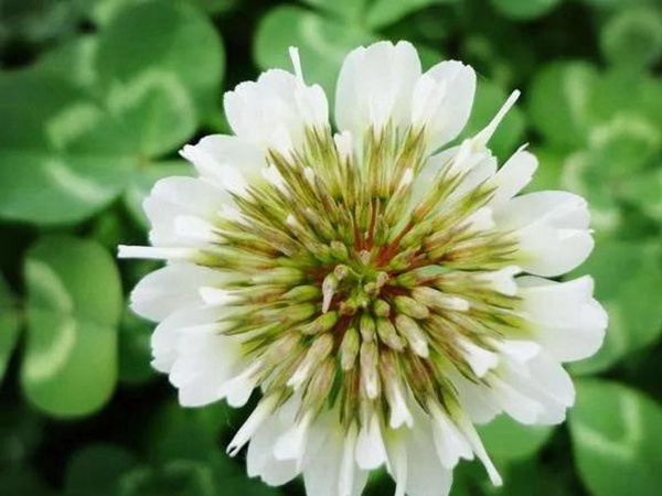 種植白三葉種子需要幾個步驟