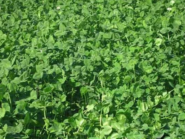 種植白三葉，不但可以綠化環境，而且改善空氣質量