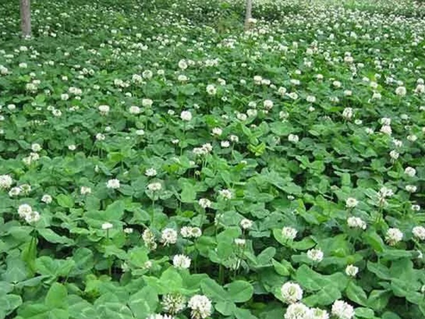 種植白三葉，不但可以綠化環境，而且改善空氣質量