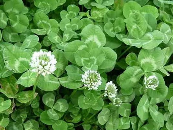 種植白三葉，不但可以綠化環境，而且改善空氣質量