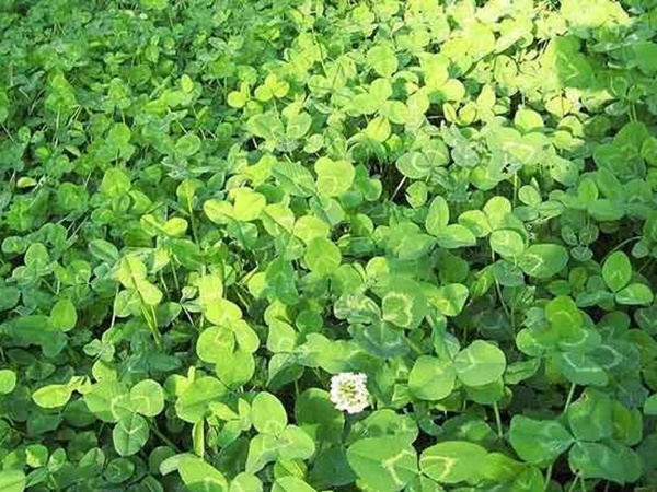 種植白三葉，不但可以綠化環境，而且改善空氣質量