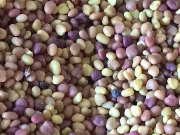 白三葉在北方最佳種植時(shí)間是什么時(shí)候？