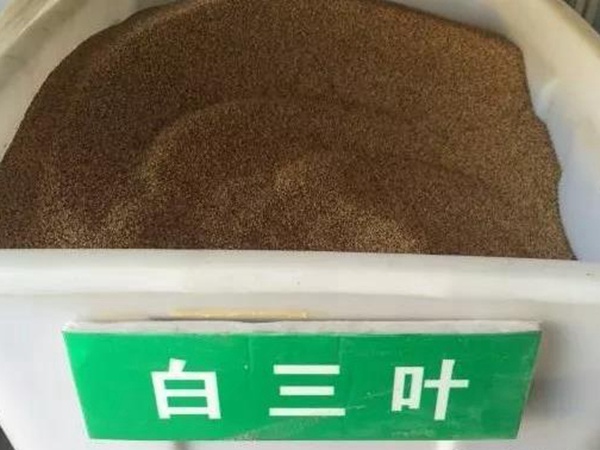 白三葉在北方最佳種植時(shí)間是什么時(shí)候？