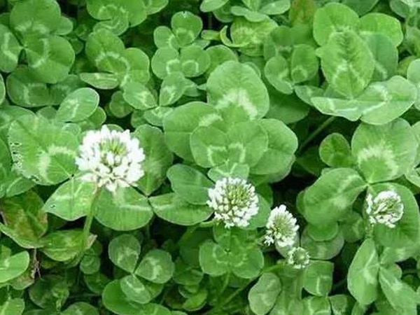 白三葉在北方最佳種植時(shí)間是什么時(shí)候？