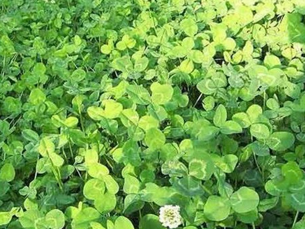 白三葉在北方最佳種植時(shí)間是什么時(shí)候？