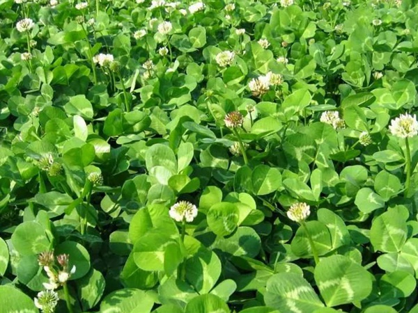 白三葉和紅三葉區別在哪？有什么需要注意的？