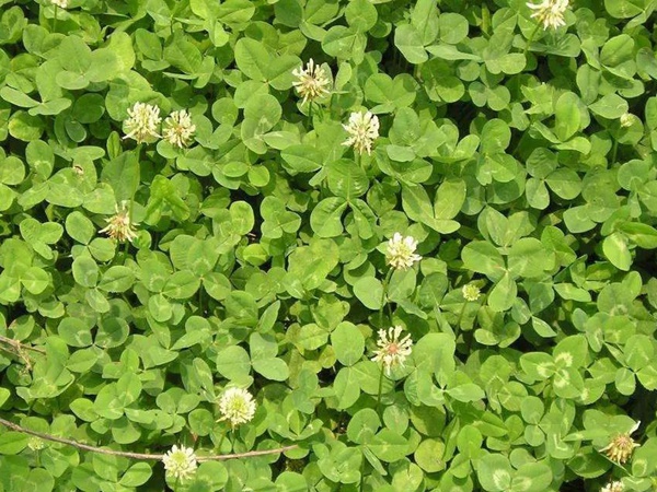 白三葉和紅三葉區別在哪？有什么需要注意的？