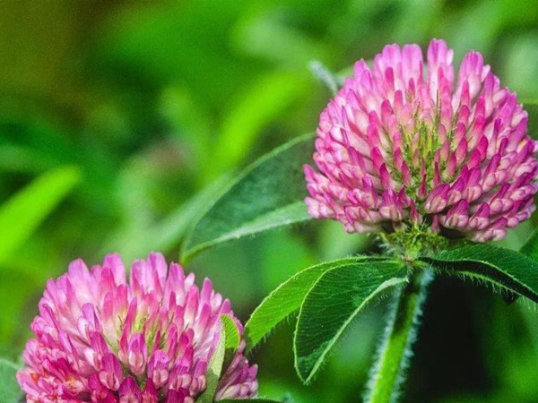 白三葉和紅三葉區別在哪？有什么需要注意的？