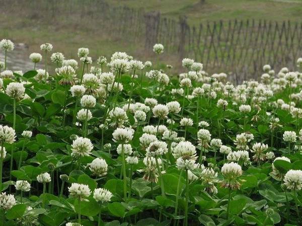白三葉品種基本詳情，管理方法