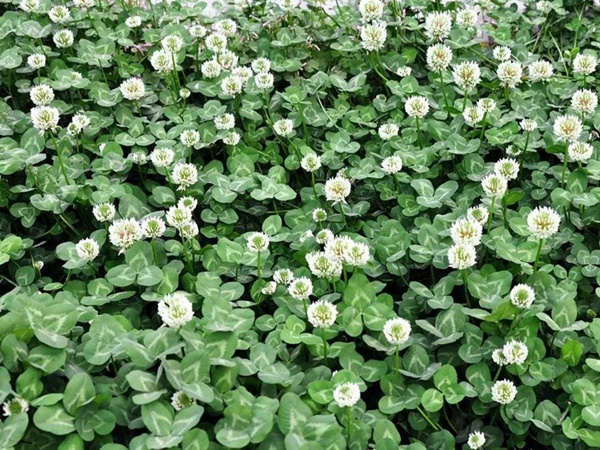 白三葉品種基本詳情，管理方法