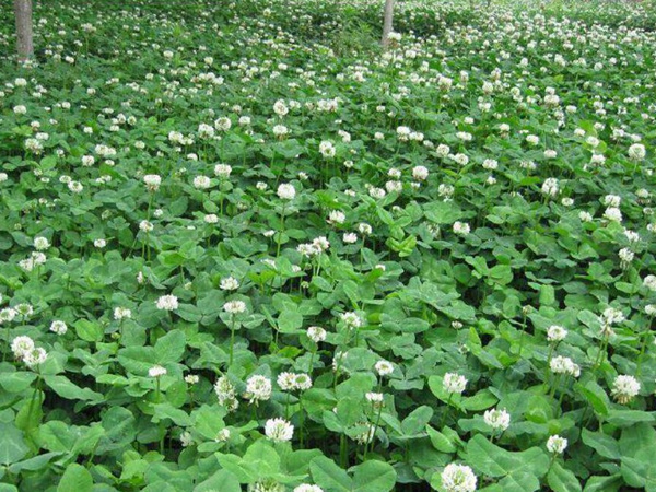 白三葉品種基本詳情，管理方法