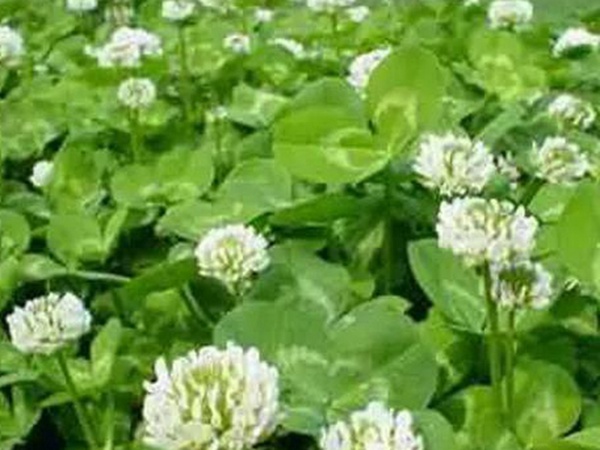 白三葉栽培管理方法及飼用價值