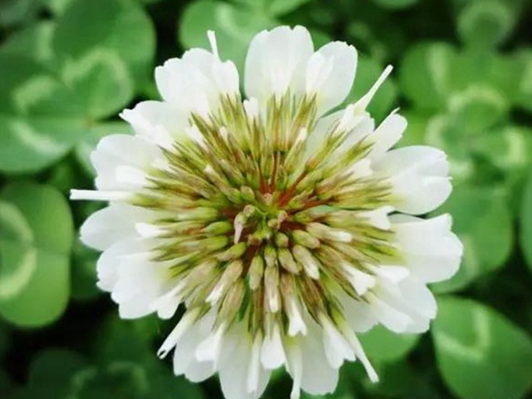 白三葉種植技術(shù)和方法，報(bào)價(jià)哪家靠譜