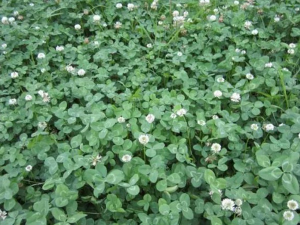 白三葉種植技術(shù)和方法，報(bào)價(jià)哪家靠譜