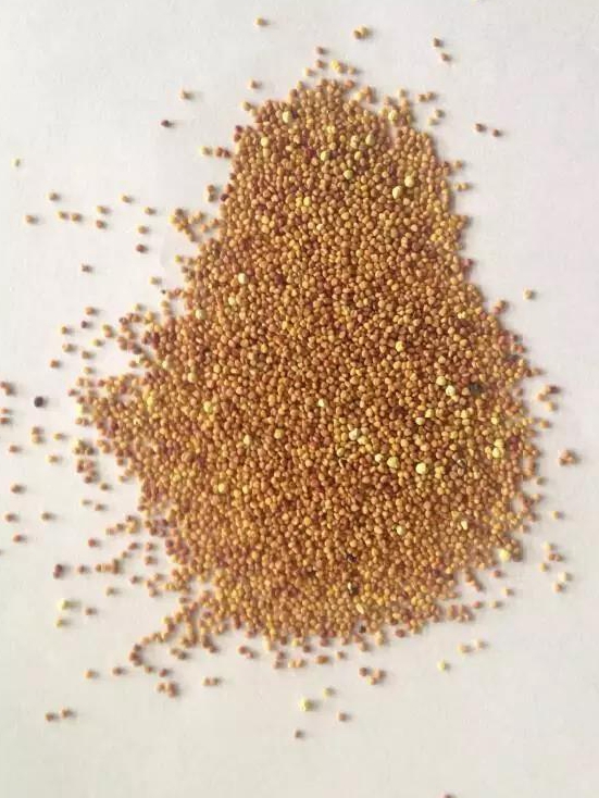 每日推薦白三葉種子—— 克朗德