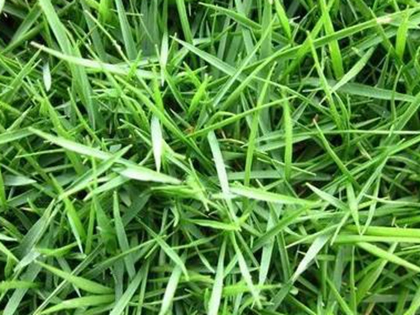 常見(jiàn)的草坪草種種類——日本結(jié)縷草