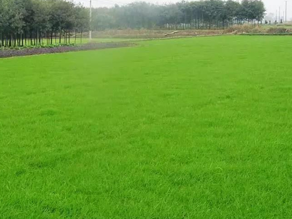 常見(jiàn)的草坪草種種類——日本結(jié)縷草