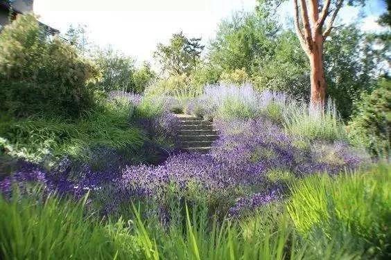 彎葉畫眉草——園林不可缺少的草坪種子 耐旱植物