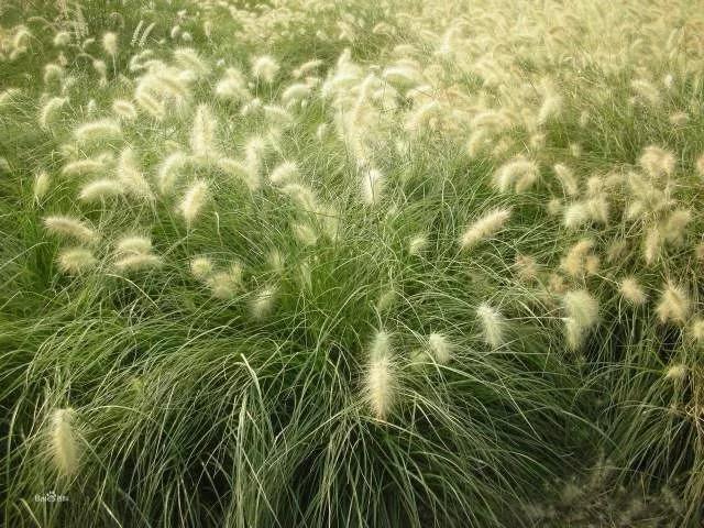 彎葉畫眉草——園林不可缺少的草坪種子 耐旱植物