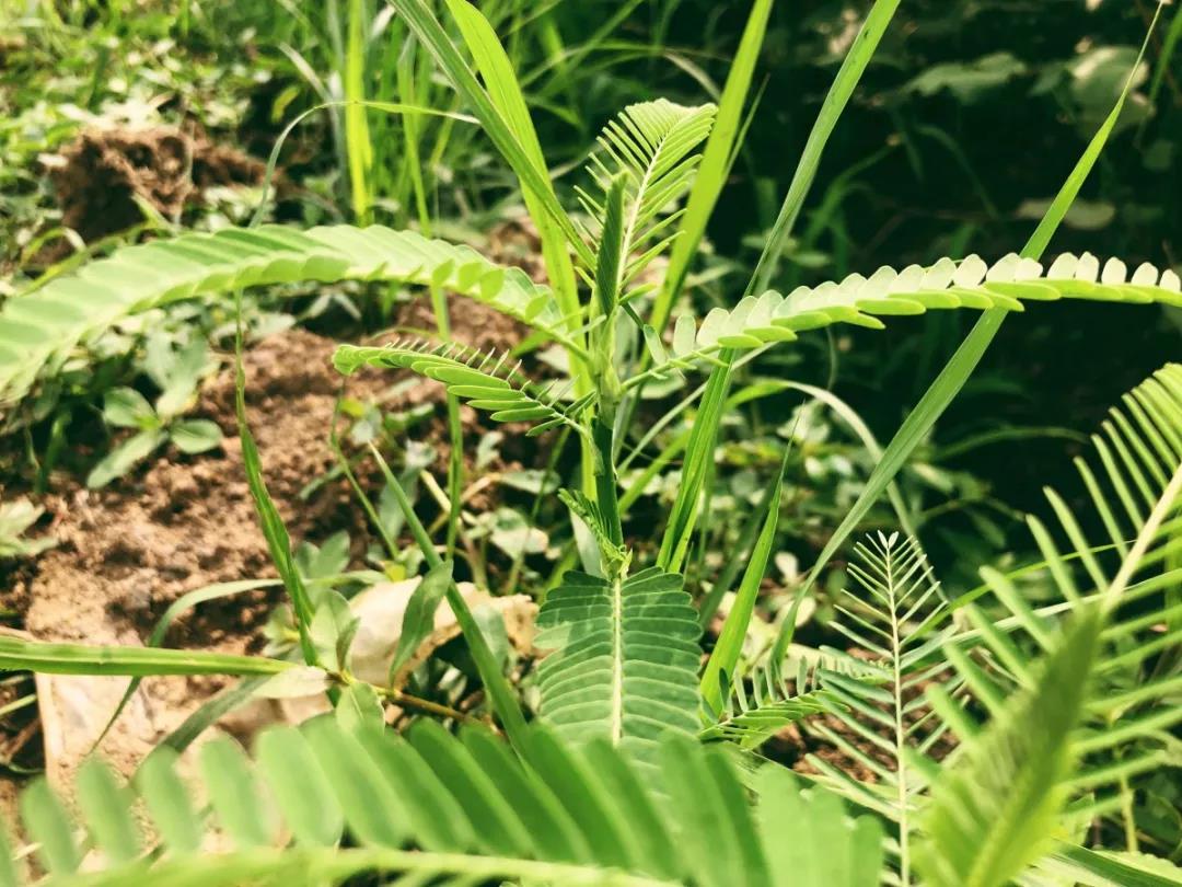 西浦牧草種子——田菁