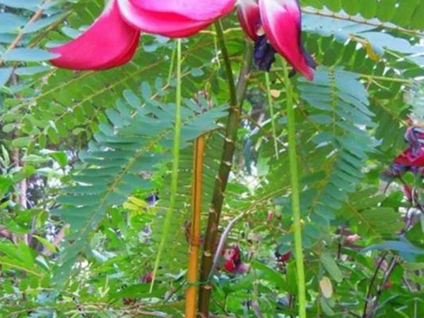 田菁的栽培技術(shù)以及管理方法