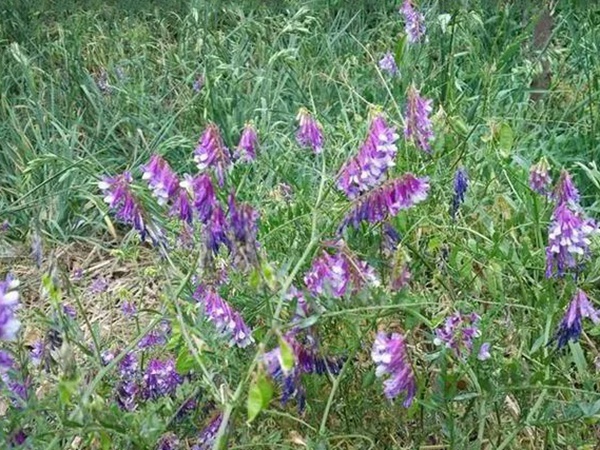 毛苕子的種植方法以及管理技術