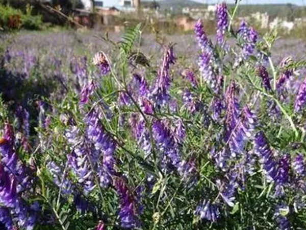 毛苕子的種植方法以及管理技術