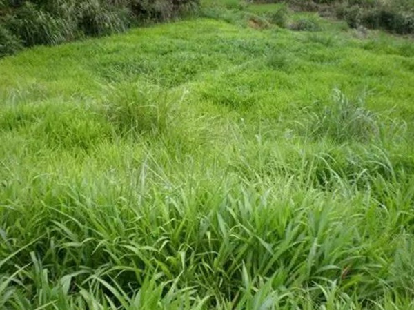 南方暖季型草坪種子——寬葉雀稗