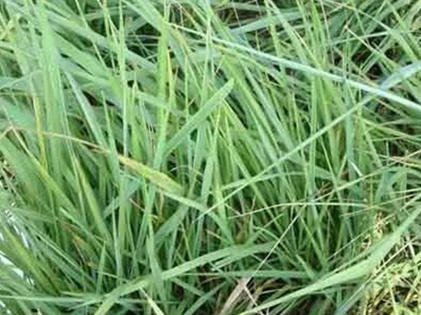 披堿草種植方法與管理技術