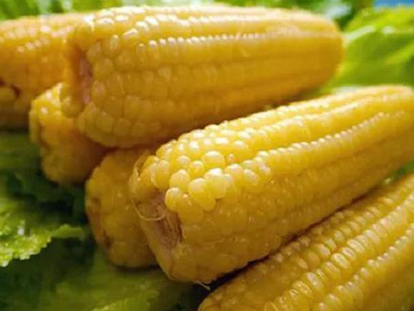 優良高產牧草種子墨西哥玉米栽培技術