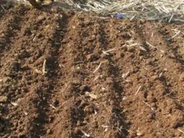 墨西哥玉米草如何種植，種植方法是什么